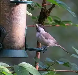 Petit oiseau rondouillard perché sur une mangeoire silo, avec une graine dans le bec.