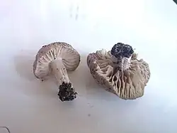 l'Entolome de Saunders (Entoloma saundersii)