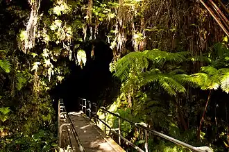 Forêt tropicale à l'entrée du tunnel de lave Thurston.