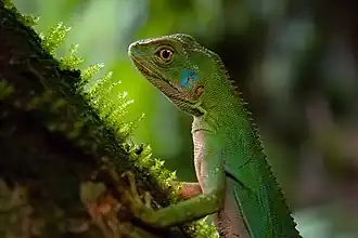 Enyalius iheringii (Leiosauridae)