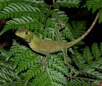 Description de l'image Enyalius perditus 255051754 (cropped).jpg.