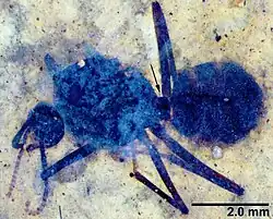 Eoformica brevipetiola USNM609610 vue dorsale.