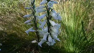 Description de l'image Epacris obtusifolia 2.jpg.