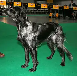 Épagneul bleu de Picardie.
