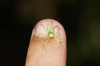 Epeus flavobilineatus ♀