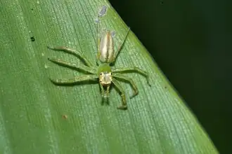 Epeus flavobilineatus ♀