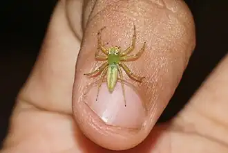 Epeus flavobilineatus ♀