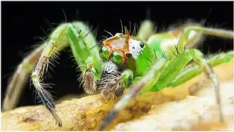 Epeus flavobilineatus ♂