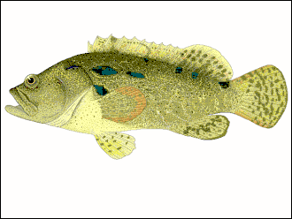 Description de l'image Epfus u0 white bg.gif.