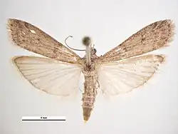 Dessus d'un imago femelle.