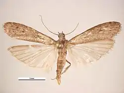 Dessus d'un imago mâle.