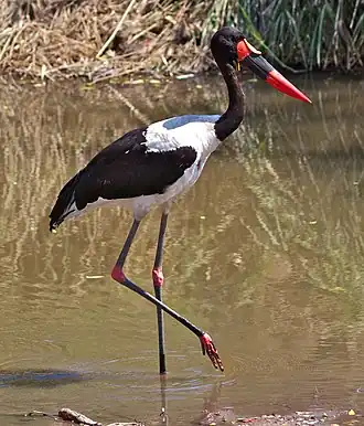 Jabiru d'Afrique