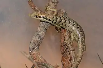 Description de l'image Epibator nigrofasciolatus.jpg.