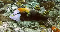 Labridae, Labre traître