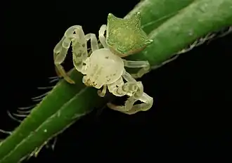 Description de l'image Epicadus dimidiaster.jpg.