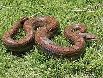 Description de l'image Epicrates assisi (10.3897-zookeys.787.26946) Figure 4 (cropped).jpg.