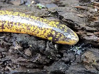 Description de l'image Epicrionops bicolor 38773054.jpg.