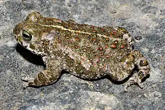 Crapaud calamite.
