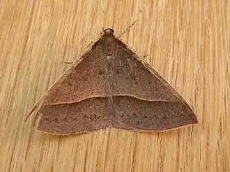 Description de l'image Epidesmia chilonaria.jpg.