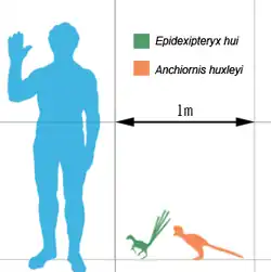 Tailles comparée avec un humain de deux des plus anciens Pennaraptora Epidexipteryx (vert) et Anchiornis (orange).
