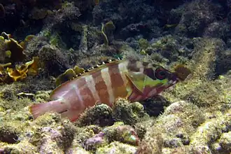 Serranidae, Mérou oriflamme