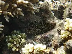 Un mérou mélifère (Epinephelus hexagonatus)