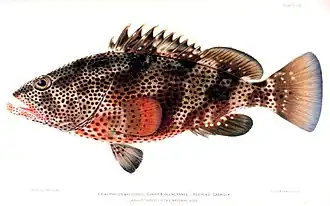 Description de l'image Epinephelus maculatus.jpg.