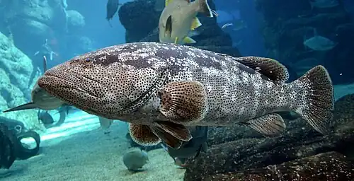Epinephelus malabaricus