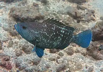 Epinephelus multinotatus (jeune)