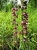 Song of the Dark Red Helleborine (no 17, 1990)