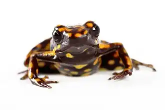 Description de l'image Epipedobates darwinwallacei (11750144123).jpg.