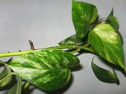 Détail d'une jeune pousse.