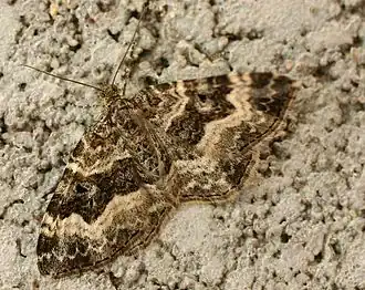 Epirrhoe alternata  (Müller, 1764)