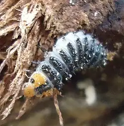 Larve d'Episcapha quadrimacula