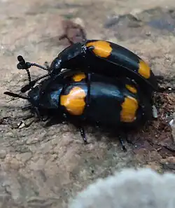 Episcapha quadrimacula