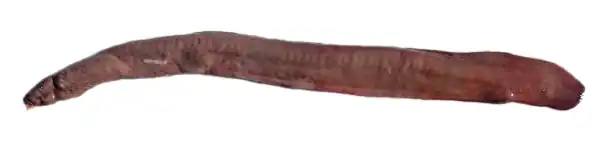 Eptatretus atami&nbsp;(pl).