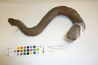 Eptatretus cirrhatus (spécimen séché).