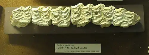 Dentition supérieure. Caune de l'Arago