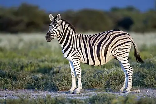 Equus quagga burchellii