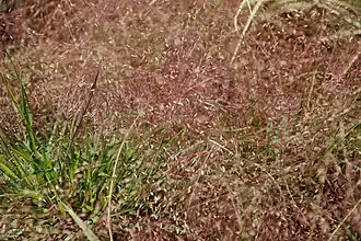 Description de l'image Eragrostis spectabilis 2zz.jpg.