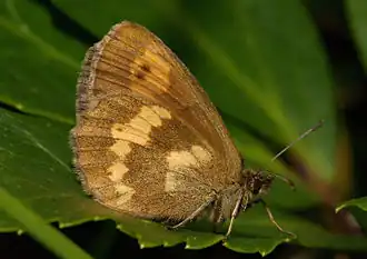 Erebia manto  face inférieure ♀