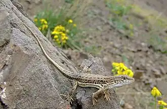 Description de l'image Eremias Papenfussi by Omid Mozaffari.jpg.