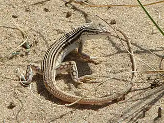 Description de l'image Eremias lineolata Линейчатая ящурка (01).JPG.