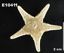 Eremicaster pacificus