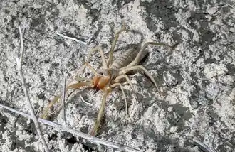 Description de l'image Eremocosta gigasella 134763988b.png.