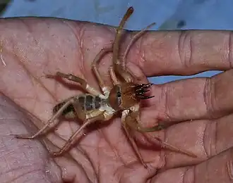 Description de l'image Eremocosta striata 302356188.jpg.