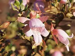 Détail des fleurs d'E. reticulata.