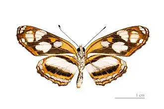 Description de cette image, également commentée ci-après