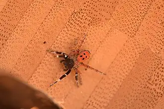 Description de l'image Eresus solitarius 01 01.jpg.