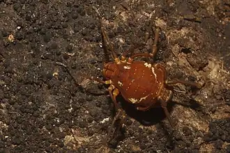 Description de cette image, également commentée ci-après